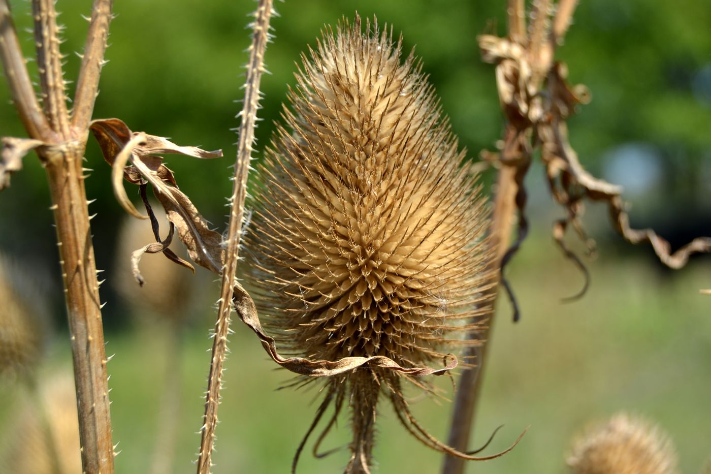 Image of Dipsacus gmelinii specimen.