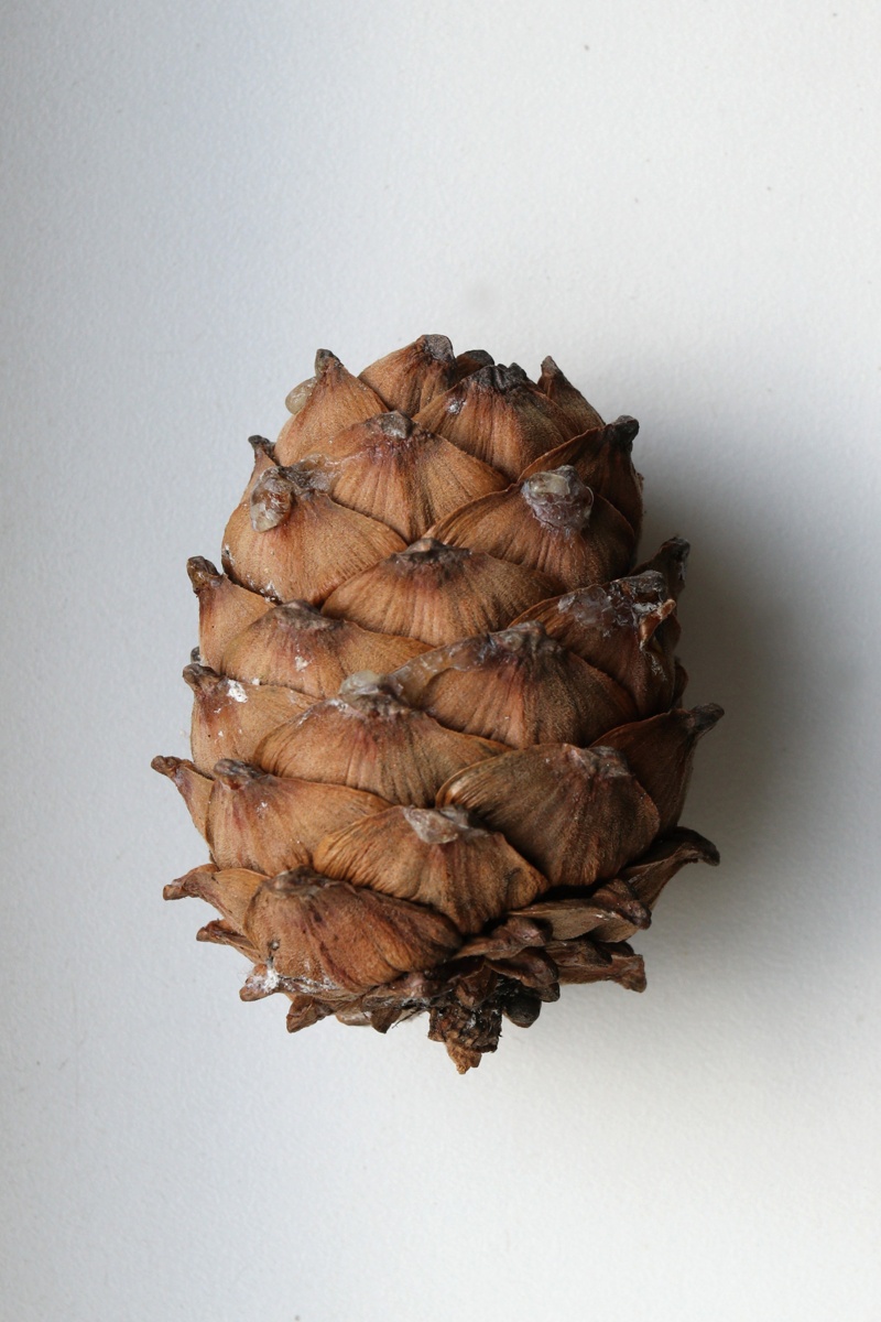 Изображение особи Pinus sibirica.