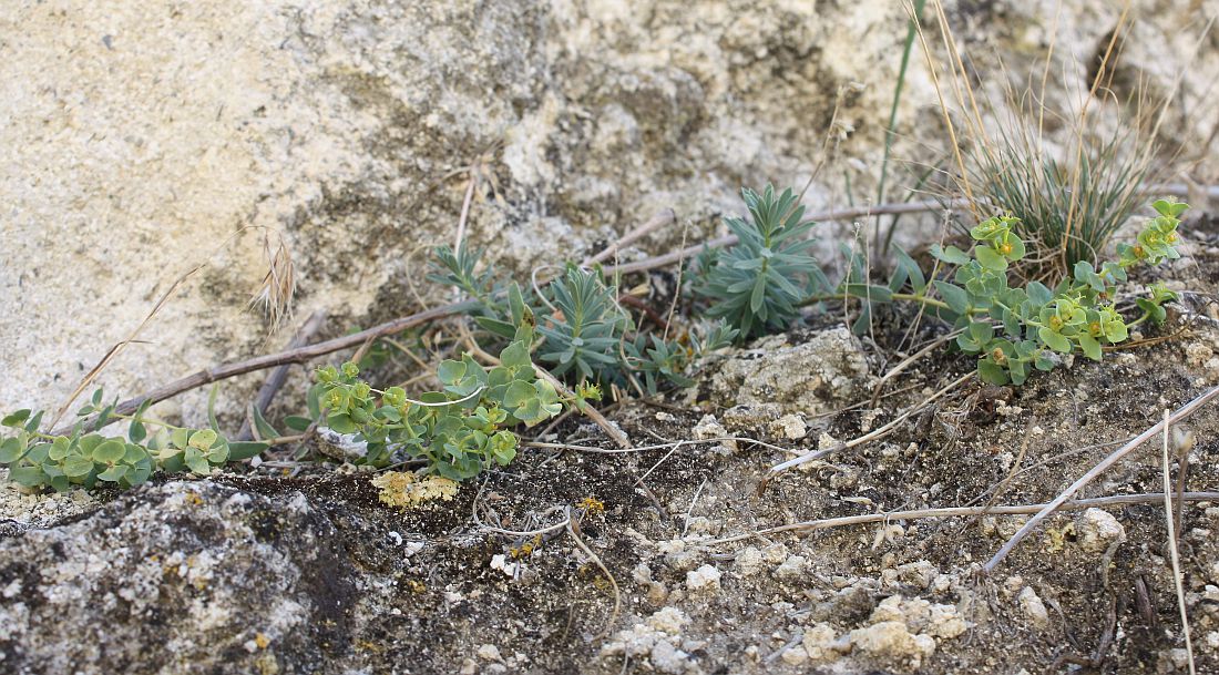 Изображение особи Euphorbia petrophila.