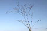 Linum catharticum