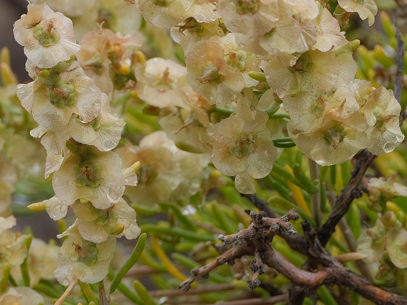 Image of Salsola arbuscula specimen.