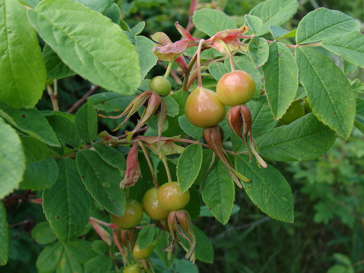 Image of Rosa davurica specimen.