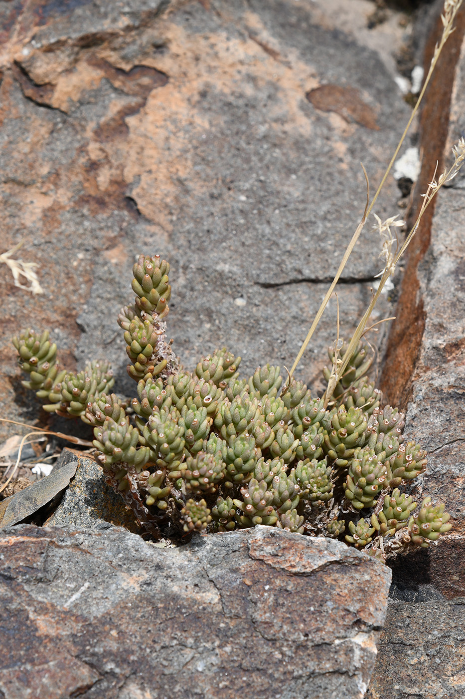 Image of Sedum alberti specimen.