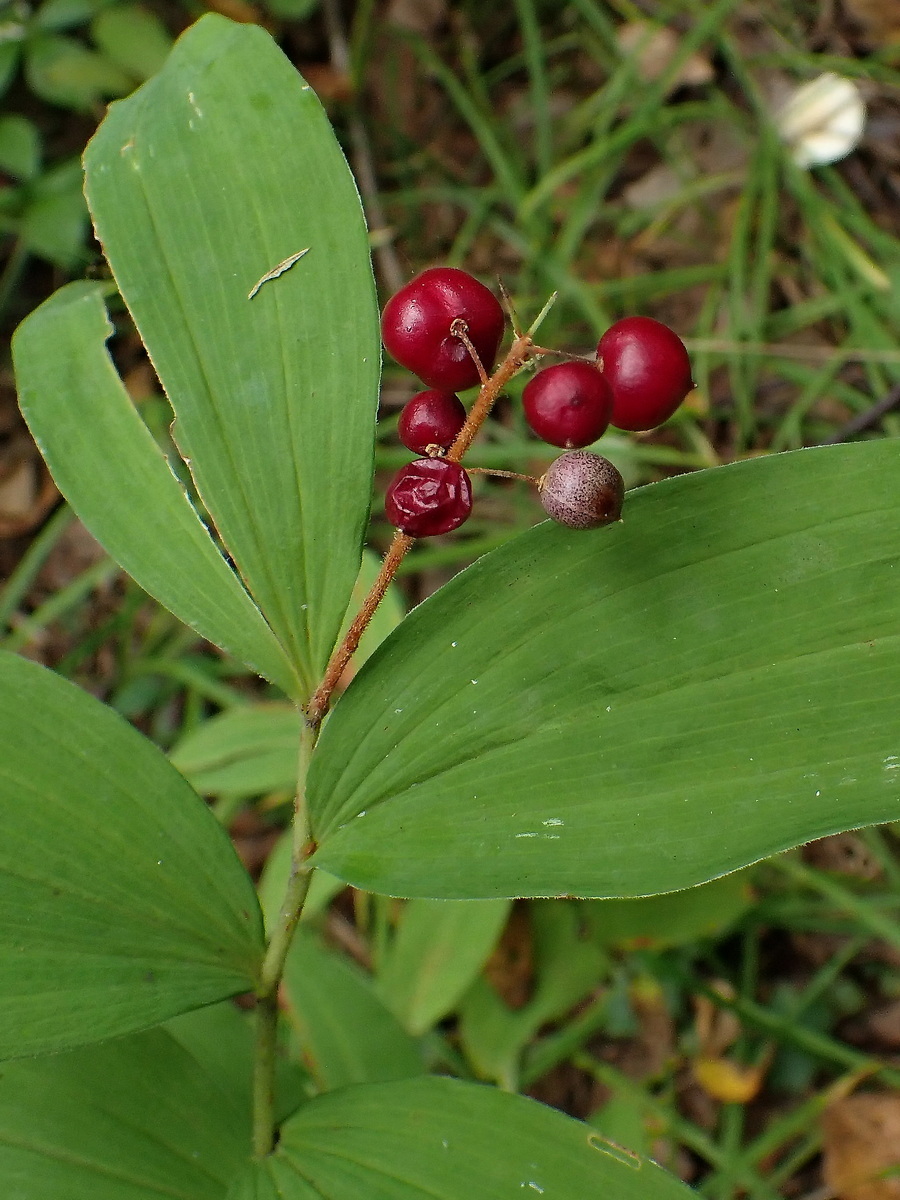Image of Smilacina dahurica specimen.