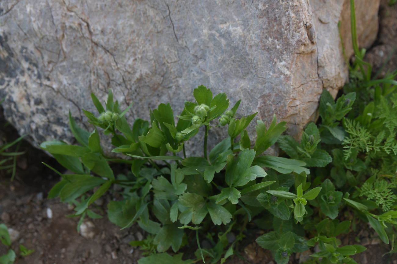 Image of genus Ranunculus specimen.