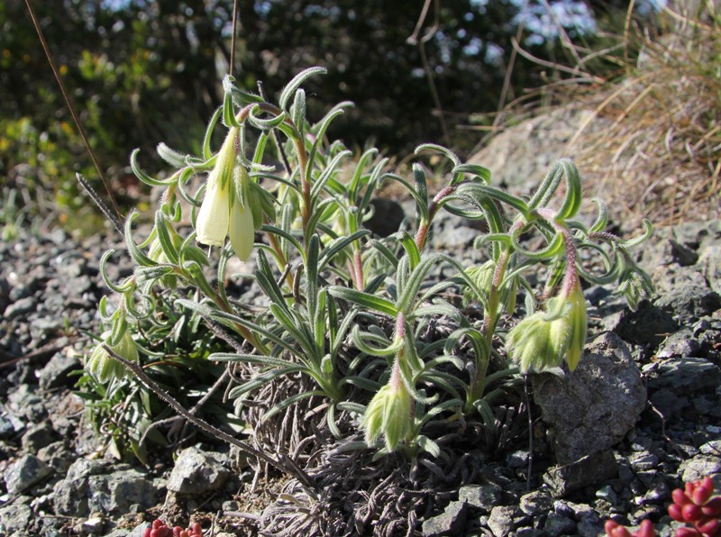 Image of Onosma echioides specimen.