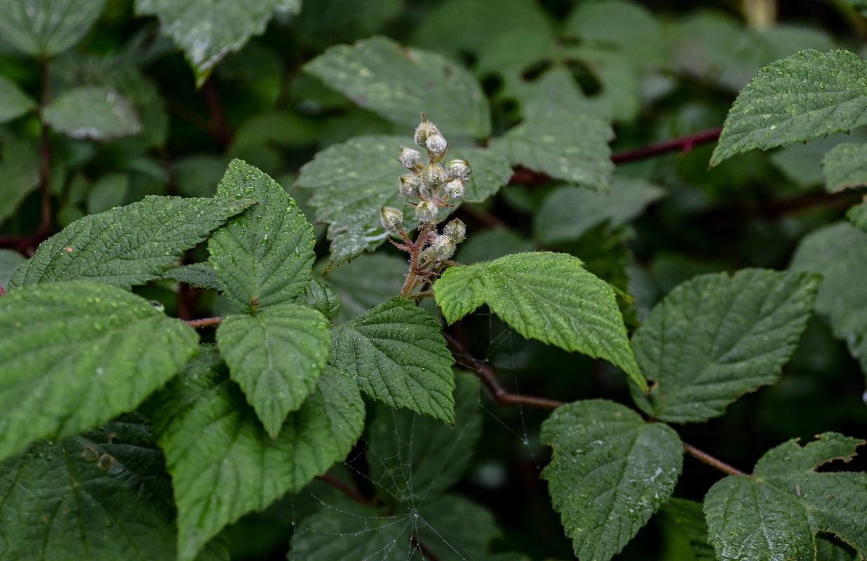 Изображение особи Rubus innominatus.