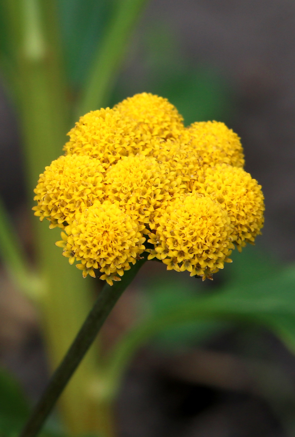Image of Lonas annua specimen.