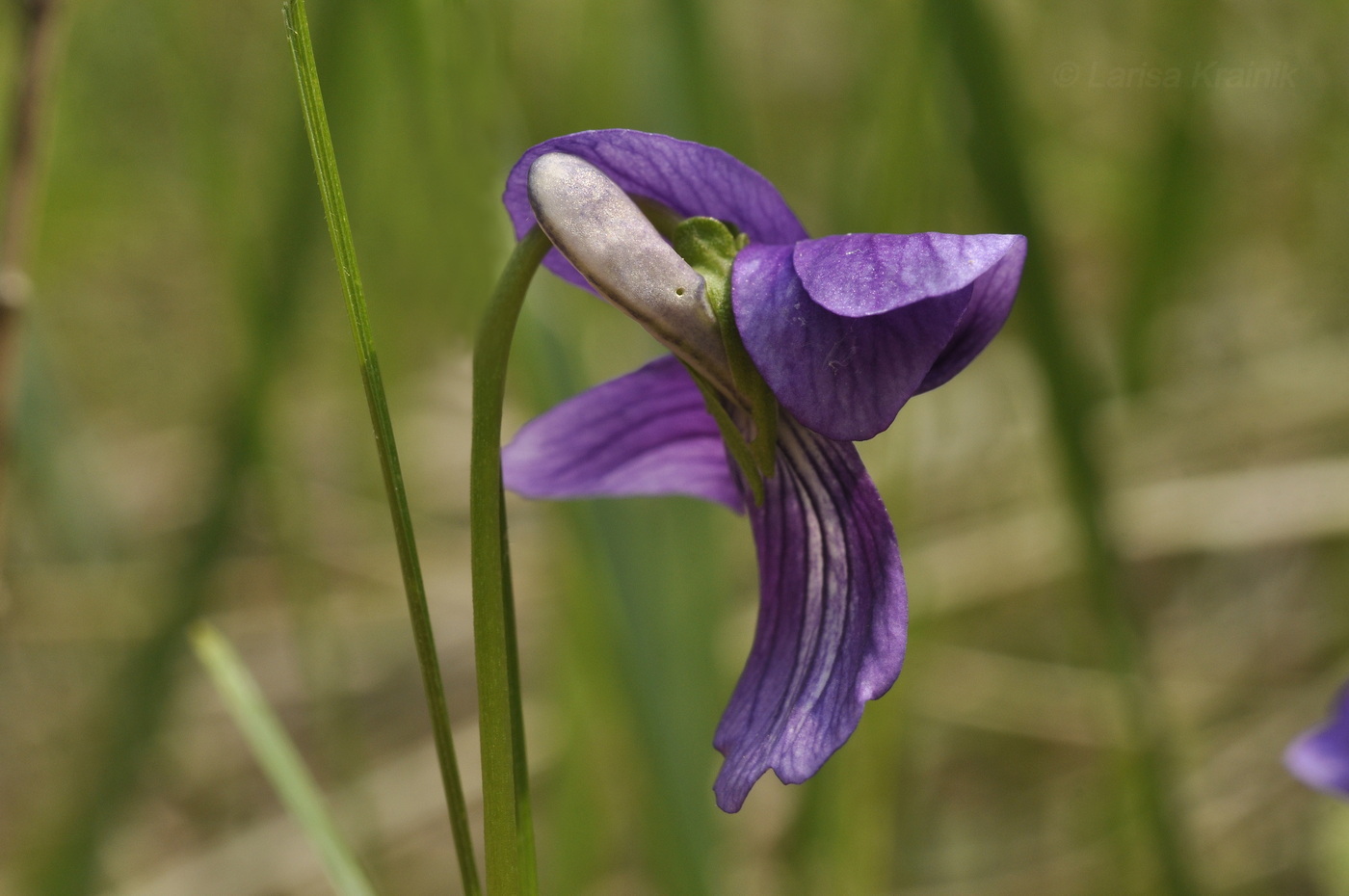 Image of Viola mandshurica specimen.