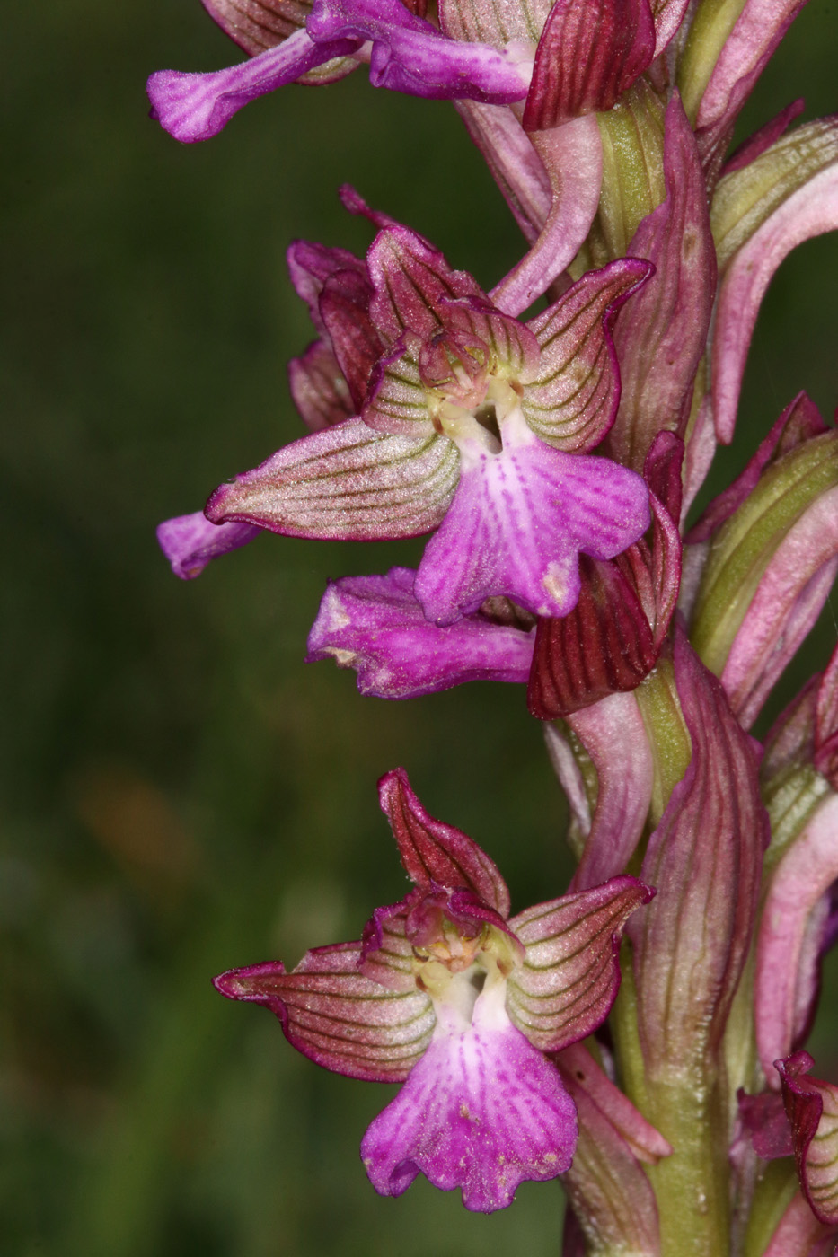 Изображение особи Anacamptis × dafnii.