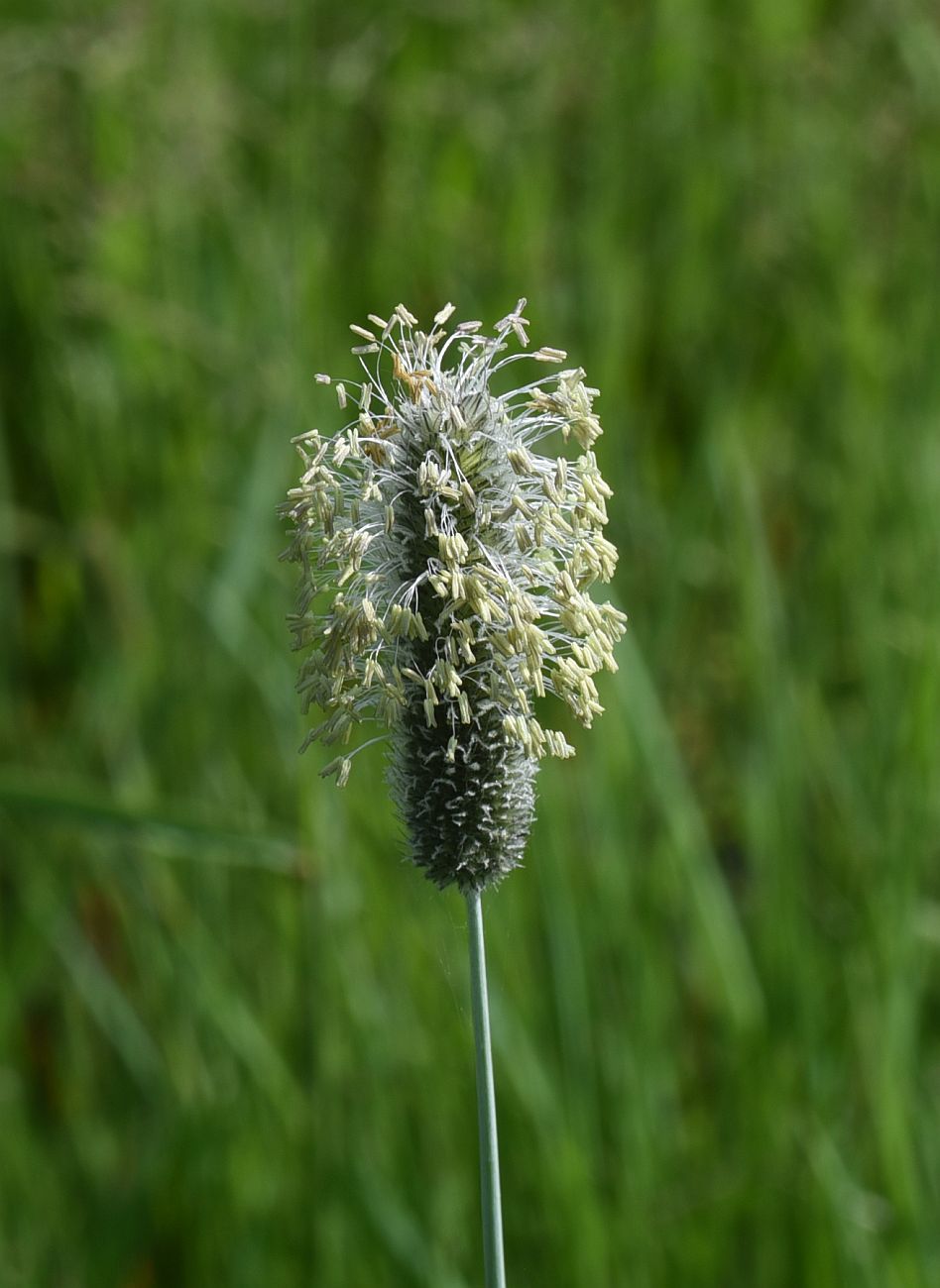 Image of Unknown species specimen.