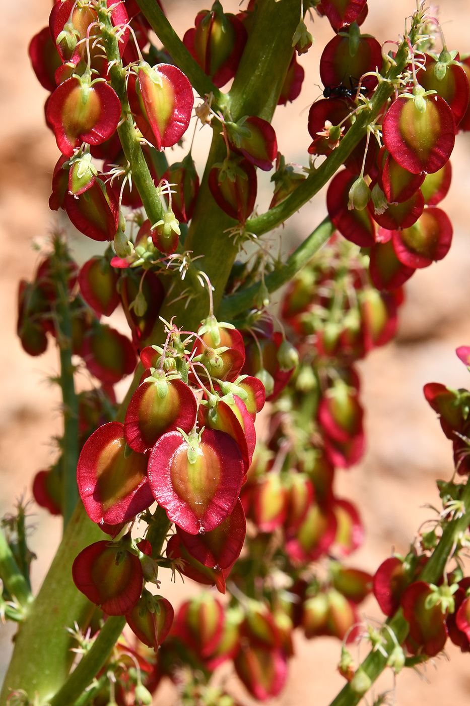 Изображение особи род Rheum.
