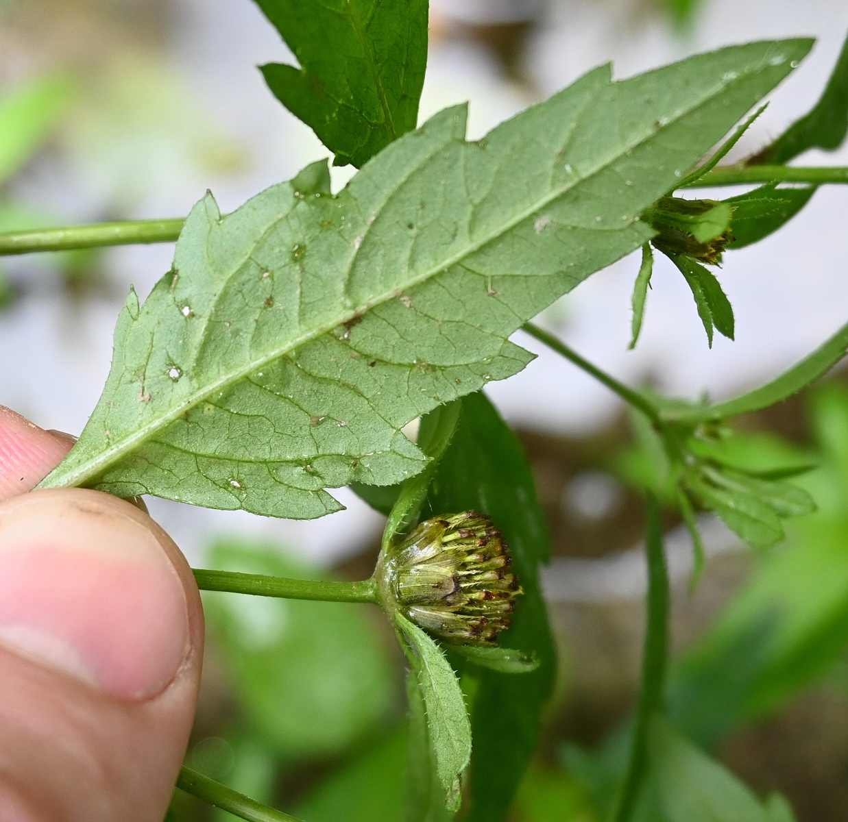 Image of Bidens tripartita specimen.