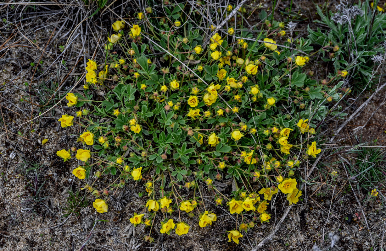Изображение особи Potentilla incana.