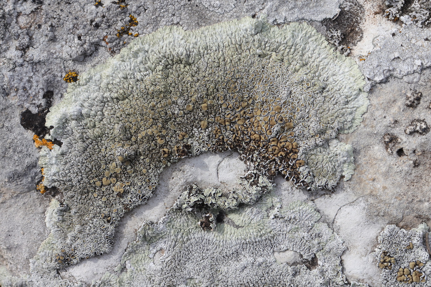 Image of Lecanora muralis specimen.