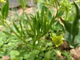 Ranunculus arvensis. Цветущее растение с завязавшимися плодами. Казахстан, Туркестанская обл., с. Жабаглы, сорное на огороде, 18 мая 2026 г.