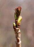 Image of taxon representative. Author is Вера Волкотруб
