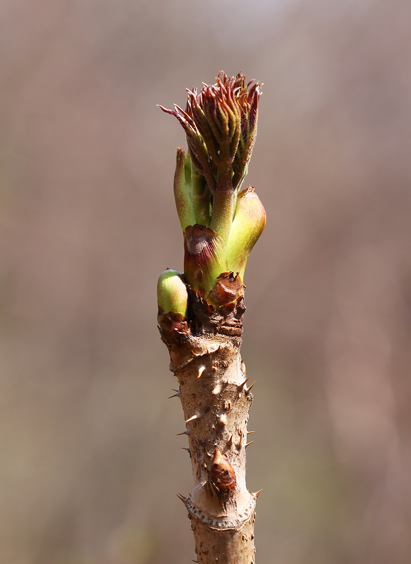 Image of Aralia elata specimen.