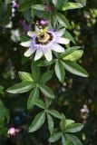 Passiflora caerulea. Побег с цветком и бутонами. Турция, г. Стамбул, Принцевы о-ва, о-в Бююкада, частная усадьба. 10.10.2025.