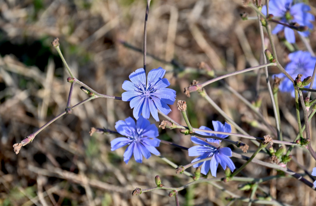 Image of Cichorium intybus specimen.