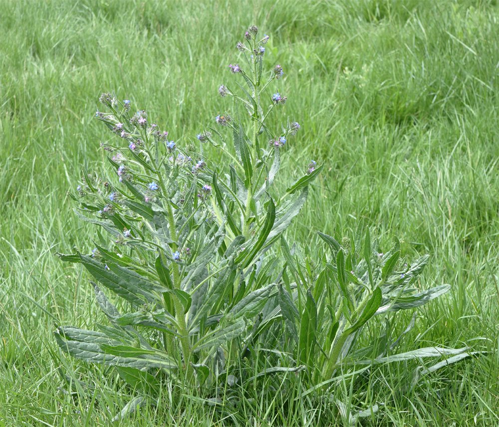 Image of Anchusa azurea specimen.