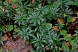Galium odoratum. Верхушки вегетирующих растений. Московская обл., Сергиево-Посадский гор. округ, верховья р. Воря, смешанный лес. 22.08.2026.