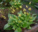 familia Liliaceae. Цветущие растения. Архангельская обл., о. Большой Соловецкий, Соловецкий ботанический сад, огород лекарственных растений. 09.06.2026.
