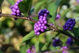 Callicarpa dichotoma. Часть побега с соплодием. Астрахань, приусадебный участок. 19.09.2026.