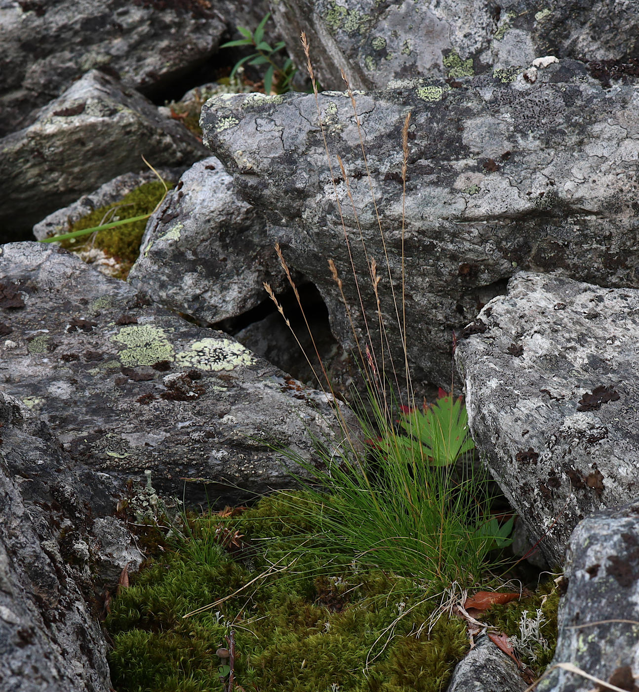 Image of Festuca ovina specimen.