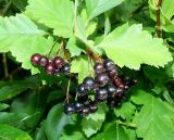 genus Crataegus. Соплодия и листья. Московская обл., г Одинцово, в культуре. Июль 2026 г.