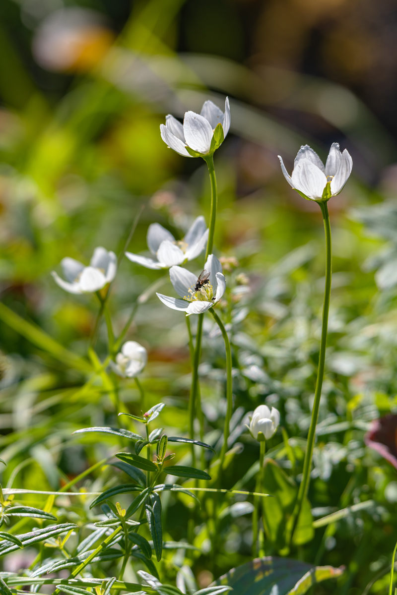 Изображение особи Parnassia palustris.