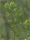 Draba nemorosa. Верхушки отцветающих соцветий с плодами. Чувашия, окр. г. Шумерля, Подвенец. 15 мая 2011 г.