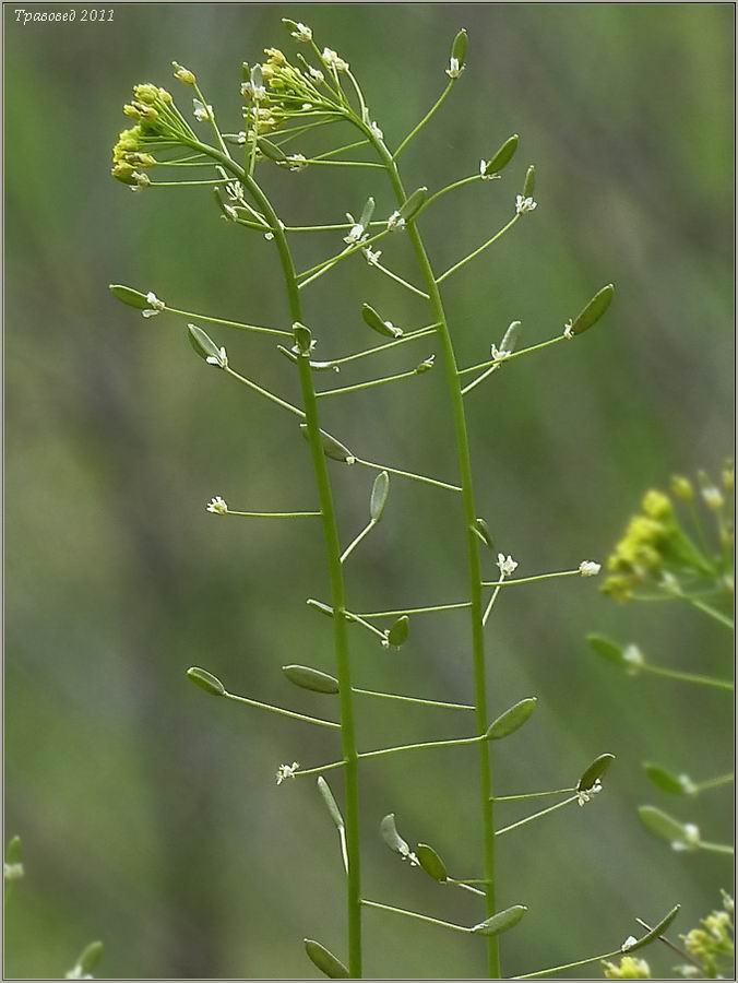 Image of Draba nemorosa specimen.