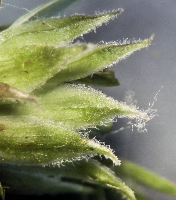 Image of Taraxacum multisectum specimen.