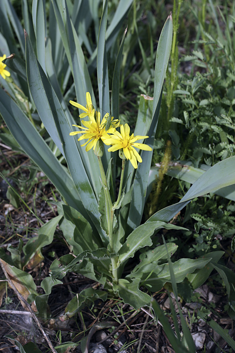 Image of Scorzonera inconspicua specimen.