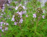 Thymus terskeicus