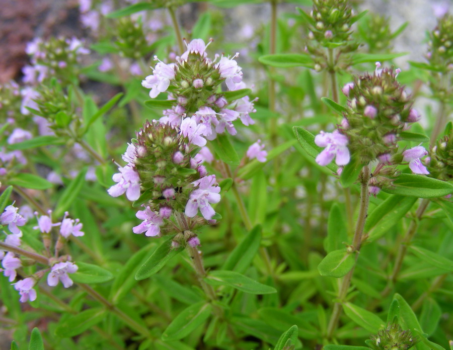 Image of Thymus terskeicus specimen.