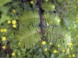 Metasequoia glyptostroboides. Веточка. Владивосток, ботанический сад-институт ДВО РАН. 21 июня 2011г.