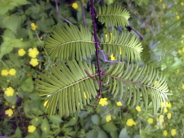 Изображение особи Metasequoia glyptostroboides.