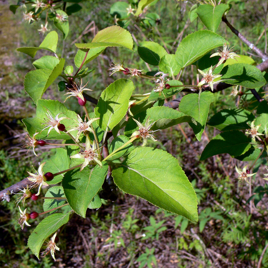 Изображение особи Malus domestica ssp. cerasifera.