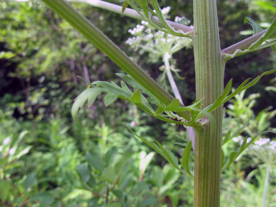 Изображение особи Pleurospermum uralense.