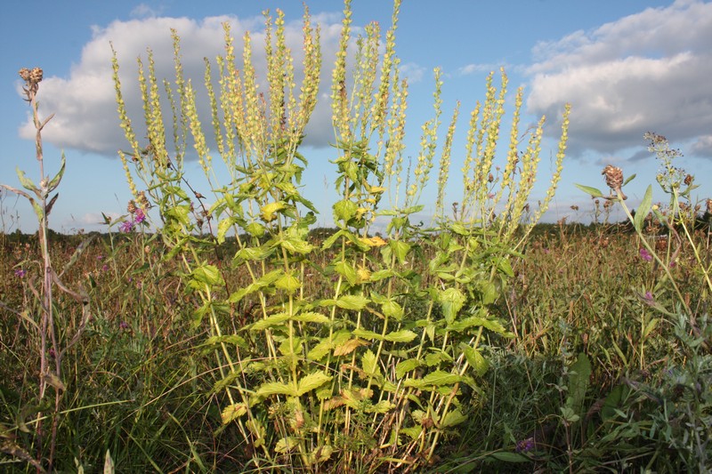 Image of Veronica teucrium specimen.