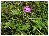 Geranium palustre. Цветущее растение. Республика Татарстан, Арский район, пойма р. Ашит, 11.08.2005.