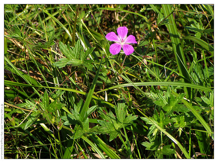 Image of Geranium palustre specimen.