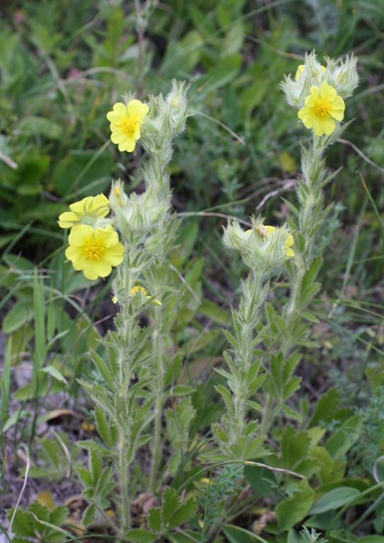 Изображение особи Potentilla callieri.