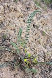 genus Astragalus