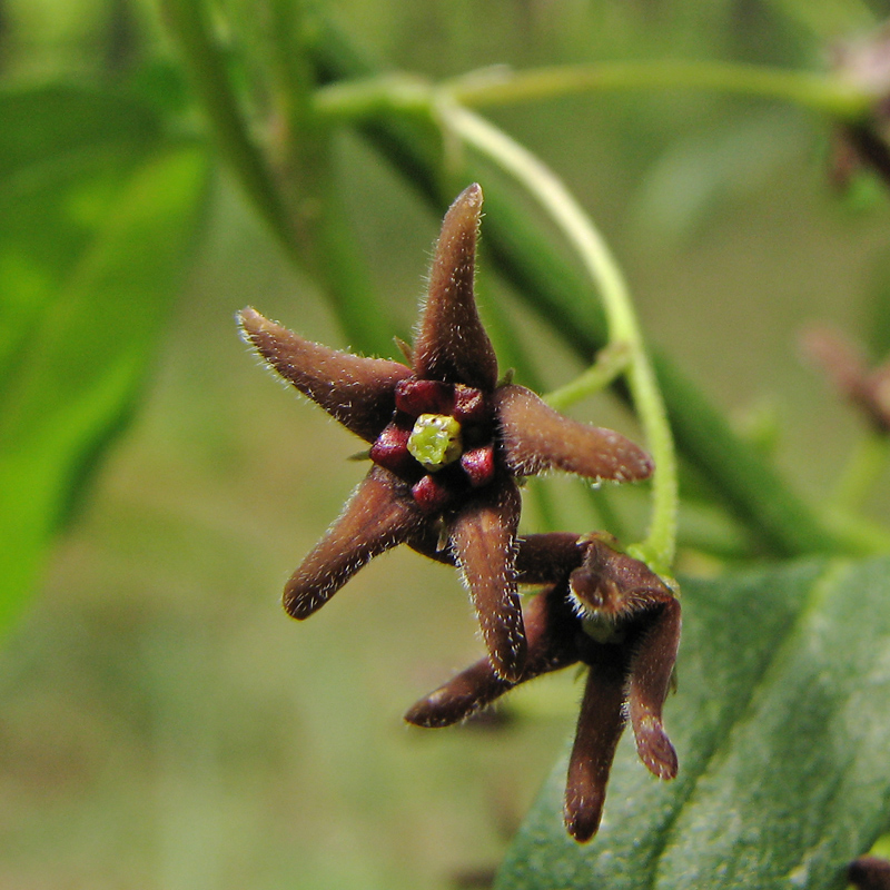 Изображение особи Vincetoxicum scandens.