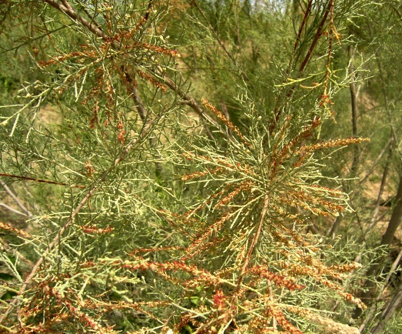 Image of Tamarix litwinowii specimen.