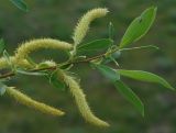 Salix excelsa