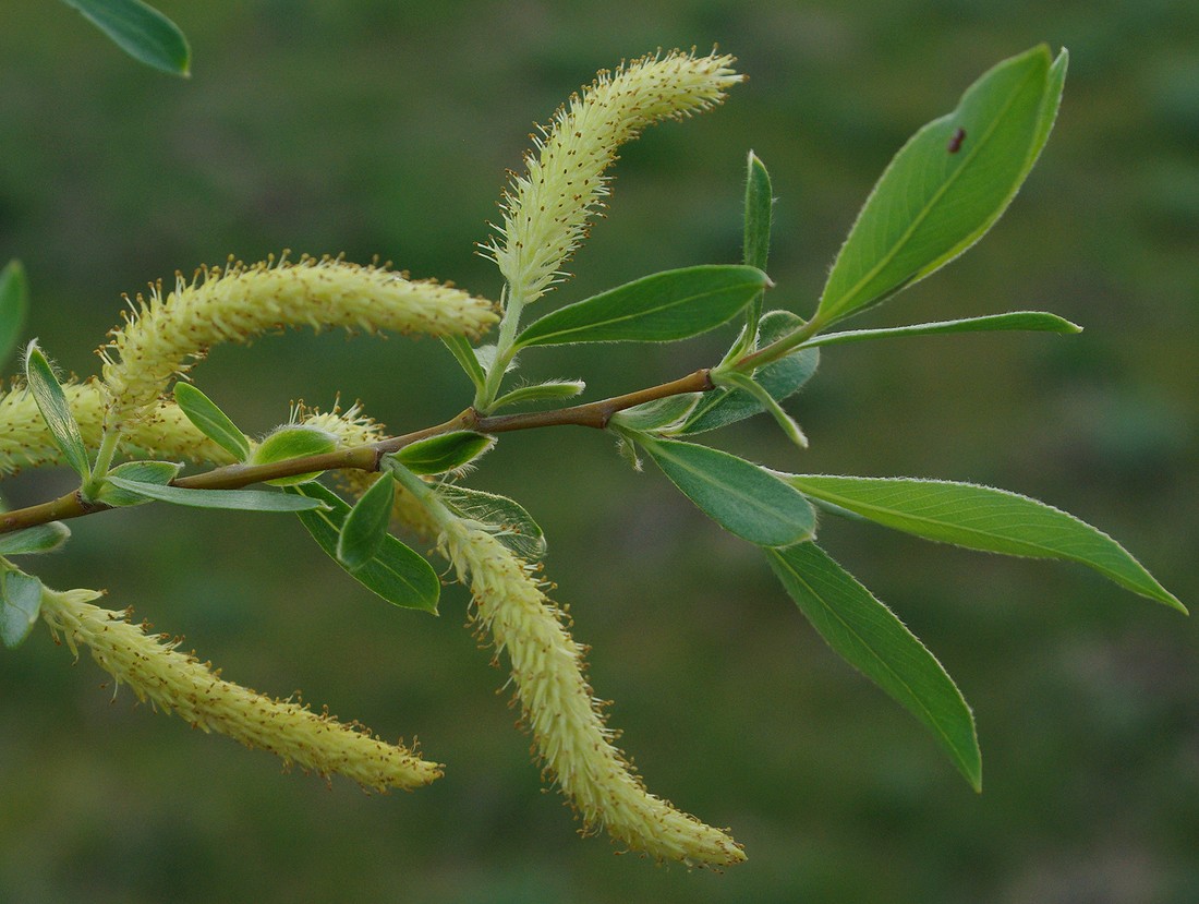 Image of Salix excelsa specimen.